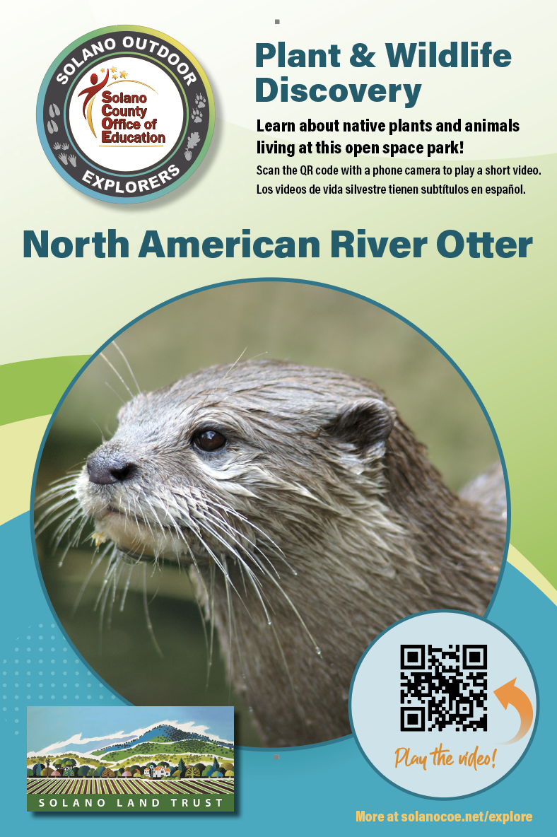 preview of Solano Outdoor Explorer Quest sign with QR code linked to video about Otters