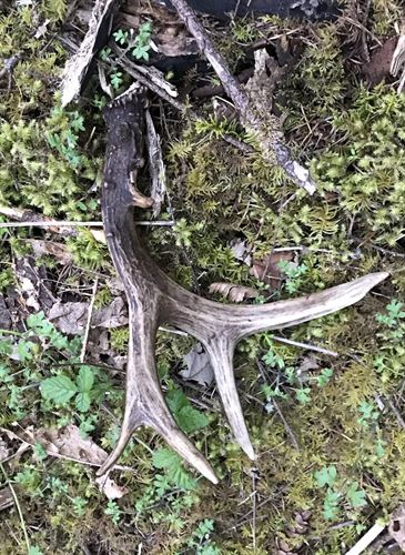 discarded deer antler