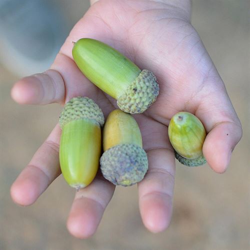 green acorns in child hand
