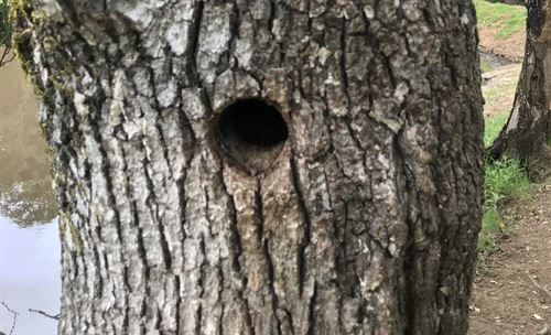 bird nest cavity in oak tree