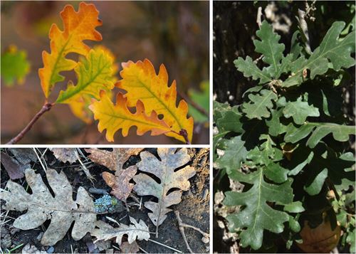 Valley oak leaves during various seasons