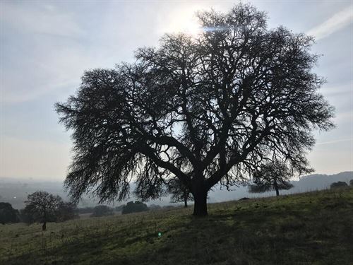 valley oak tree